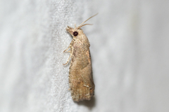 Eucosma sombreana