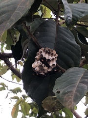 Polistes sagittarius