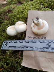 Russula crassotunicata