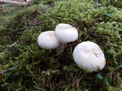 Russula crassotunicata