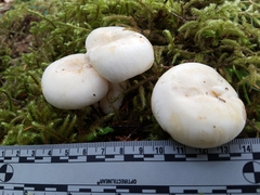 Russula crassotunicata