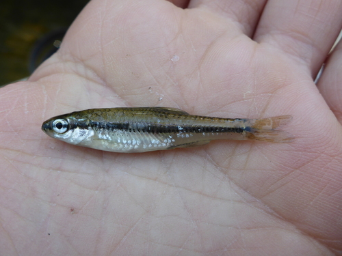 Pugnose shiner (Notropis anogenus) — Cyprinidae — 5