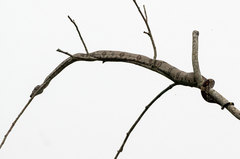 Boa constrictor constrictor