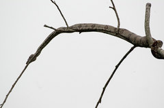 Boa constrictor constrictor