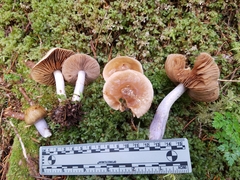 Cortinarius seidliae