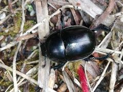 Trypocopris vernalis