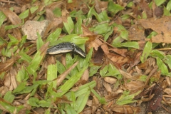 Chalcolepidius rugatus