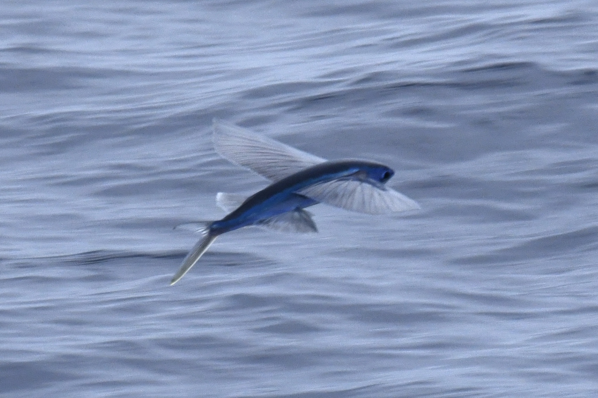 Atlantic Blackwing Flyingfish photo 6