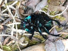 Trypocopris vernalis