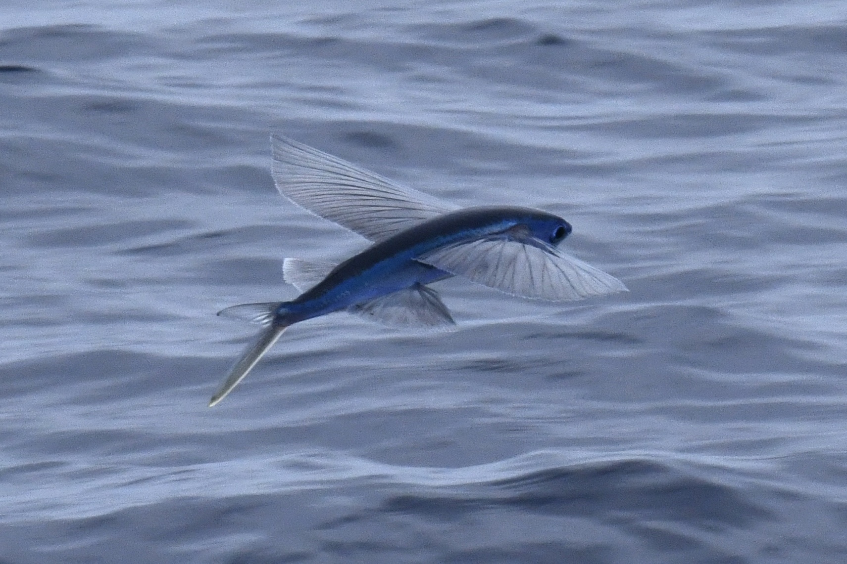 Atlantic Blackwing Flyingfish photo 5
