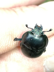 Trypocopris vernalis