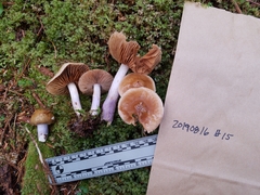 Cortinarius seidliae