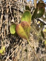 Vincetoxicum carnosum