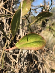 Vincetoxicum carnosum