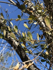 Vincetoxicum carnosum