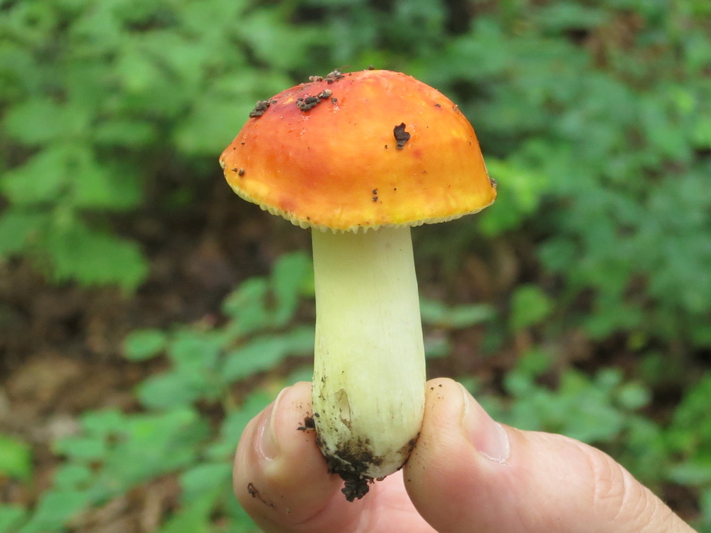 Russula aurea · August 2019 · photo: © repta (iNaturalist, cc-by)