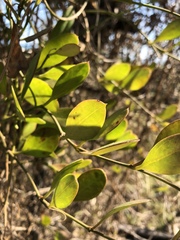 Vincetoxicum carnosum