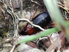 Calathus melanocephalus