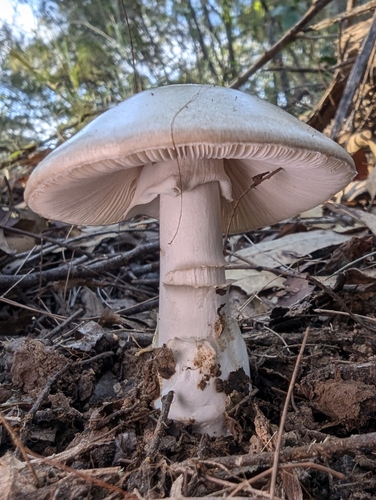 Marbled Death Cap