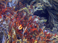 Xiphophora chondrophylla