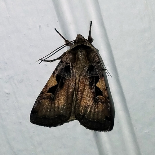 Setaceous Hebrew Character photo 4