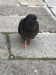 Columba livia domestica