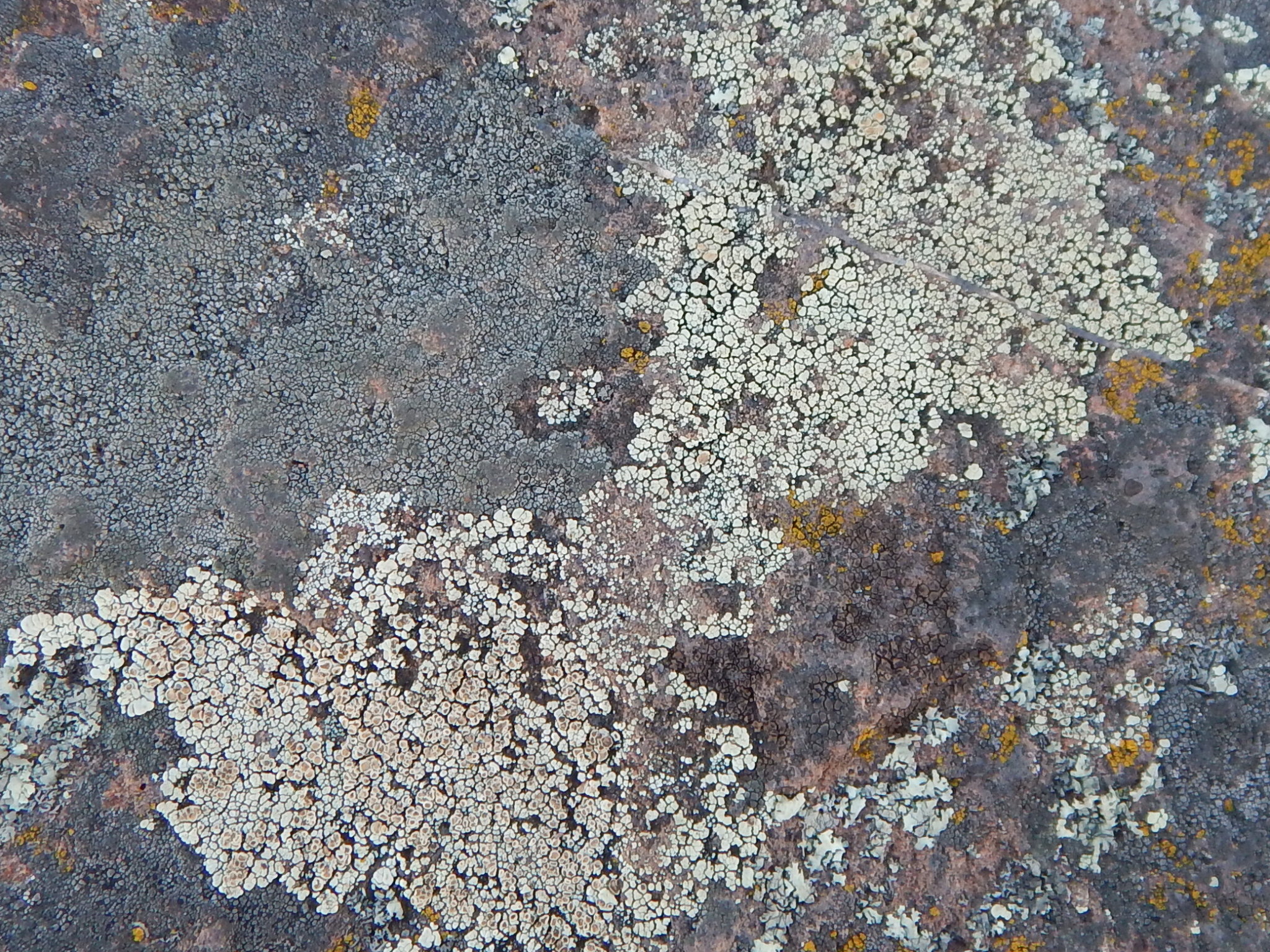 Rhizoplaca chrysoleuca image