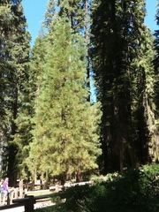 Sequoiadendron giganteum