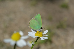 Callophrys