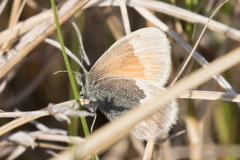 Coenonympha tullia