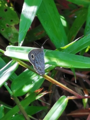 Ypthima baldus newboldi