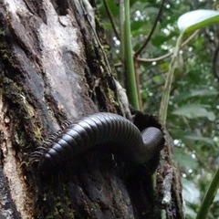 Harpagophoridae