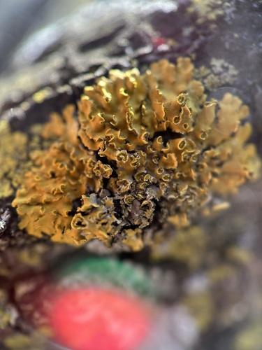 Hooded Sunburst Lichen (Xanthomendoza fallax)