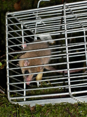 Dromiciops gliroides