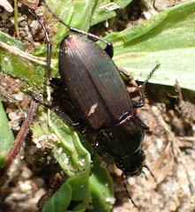 Poecilus lepidus