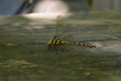 Caliaeschna microstigma