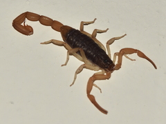 Centruroides ochraceus