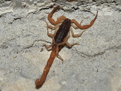 Centruroides ochraceus