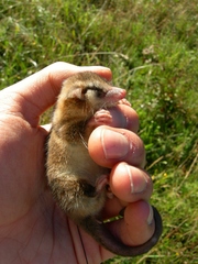 Dromiciops gliroides