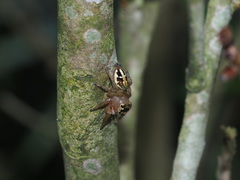 Yaginumaella lobata