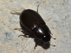 Dyscinetus laevipunctatus
