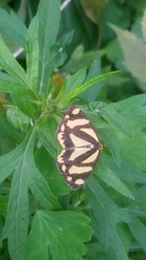 Psychostrophia melanargia