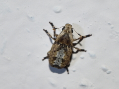 Euparius