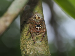 Yaginumaella lobata