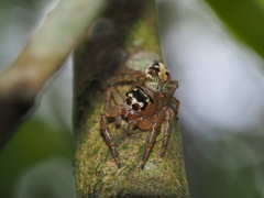 Yaginumaella lobata