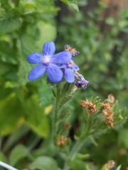 Anchusa officinalis