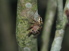 Yaginumaella lobata