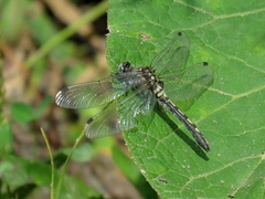 Leucorrhinia orientalis