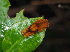 Eterusia aedea formosana