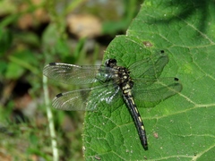 Leucorrhinia orientalis